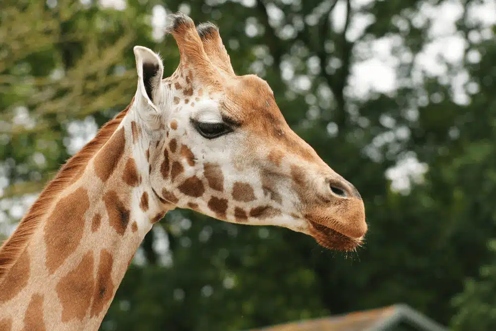 Marwell Zoo gallery image 2