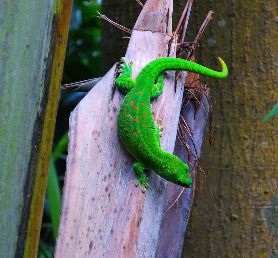 Bristol Reptile Encounters Ltd